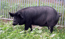 외국산을 ‘제주산 흑돼지’ 속여 판 제주음식점 2곳… 형사 입건