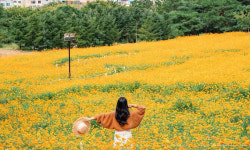 ‘1000만송이 황화 코스모스’… 대구 이월드, 가을 분위기 물씬