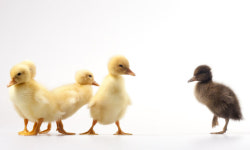 ‘미운 오리 새끼’→‘미운 새끼 오리’, ‘내외귀빈’ 시대착오적 표현 [우리말 화수분]