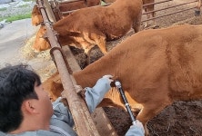 “뚫리면 끝장“… ‘럼피스킨병’ 확산에 전국 축산 농가 비상