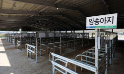 럼피스킨 확산하는데… 수의사 1명이 소 2524마리 담당