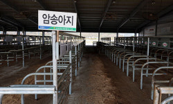 “럼피스킨병 확산 방지 총력”…부안 한우 긴급 살처분 완료, 백신 접종 서둘러