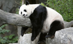 美·中 관계개선 상징 판다… 50년 외교사절 역할 끝나나