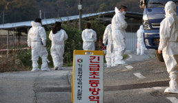 고창 해리면 한우농가 예찰 중 럼피스킨 의심 사례