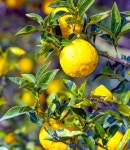 겨울 건강, 비타민 덩어리 ‘유자’로 건강한 연말을