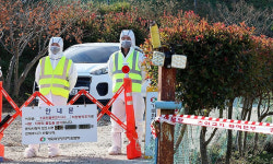 무안 육용오리 농장서 H5형 조류인플루엔자 항원 검출…확산 우려