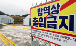 광주 기러기 농장서 AI 발생…2015년 이후 처음