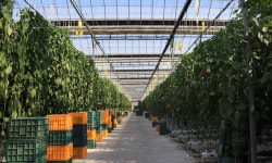 중동서 뿌리 내리는 K스마트팜… 韓 새 성장동력으로 ‘쑥쑥’ [농어촌이 미래다-그린 라이프]