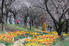 낮 기온 20도… 다음주는 나들이하기 좋은 봄날씨