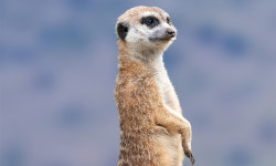 중구 전통시장에 ‘미어캣감시단’ 뜬다