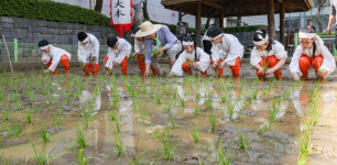 [포토] 내 손으로 직접 심어보는 토종 벼