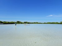 순백의 아름다움 샤스타데이지 만발한 제주 돌문화공원 [최현태 기자의 여행홀릭]