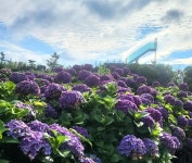 제주 발달장애인 하음오케스트라·파더스가든, 15일 ‘힐링콘서트’