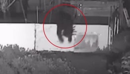 민가 농장 습격한 지리산 곰…등산로 출현 이어 ‘불안’