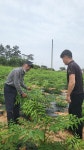 재배 궁금증 풀어드려요…전국 누비는 두릅박사 [귀농귀촌애]