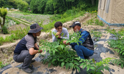 재배 궁금증 풀어드려요…전국 누비는 두릅박사 [귀농귀촌애]