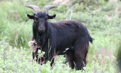 ‘개 식용 금지’ 했더니 염소 찾는 사람들… 흑염소 값 ‘천정부지’