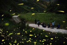 ‘반딧불이·별·낙화…’ 자연에서 즐기는 무주반딧불축제 31일 개막