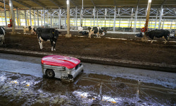 로봇이 젖소 돌본다… 자동 착유·분뇨 청소 등