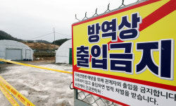 럼피스킨에 ASF까지… 방역당국, 추석 맞아 가축전염병 방역 총력
