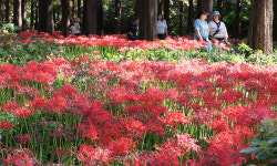 활짝 핀 꽃무릇