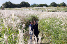 [포토] 억새 장관 이룬 하늘공원