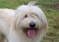 귀여운 외모에 승부사 기질… 귀신 쫓는 삽살개 나가신다 [밀착취재]