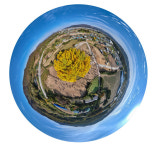 노랗게 물든 ‘800살’ 은행나무