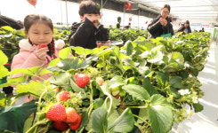 [포토] 중랑구 가족과 함께하는 힐링동행 딸기체험 인기
