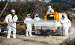 양주서 2025년 세번째 아프리카돼지열병 발생