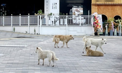 “애들 많은 아파트 단지에 들개가 돌아다녀요”…공포에 떠는 검단신도시 주민들