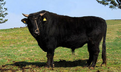 제주흑우, 지역 명품 브랜드로 키운다