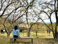 꽃샘추위에도 이천 산수유마을 노란 꽃 활짝 피었습니다 [최현태 기자의 여행홀릭]