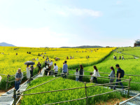 애순·관식 첫 입맞춤하던… 청보리밭 축제로 오세요