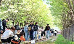 철길 물든 이팝나무 ‘꽃눈 속으로’