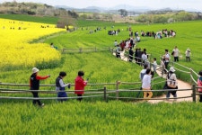 제22회 고창 청보리밭축제 51만명 방문 “폭싹 속았수다”