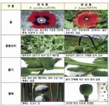 면사무소 앞이 양귀비밭… 전직 해경이 발견해 신고