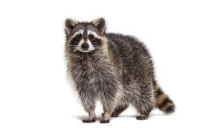 “너구리야, 같이 살자”… 수도권 생태 현황 지도 제작