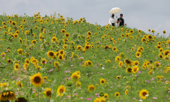 해바라기의 계절 [한강로 사진관]