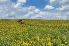 해바라기의 계절 [한강로 사진관]