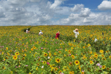 해바라기의 계절 [한강로 사진관]