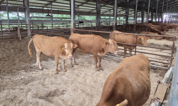 암소개량 후 1등급 비율 ‘쑥’… 세계인 입맛 사로잡은 한우 [농어촌이 미래다-그린 라이프]