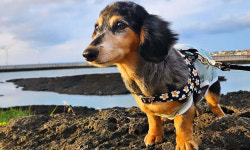 故 종현 곁으로 떠난 반려견 루…“행복 나눠줘서 고마웠어”