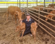 “경사났네, 경사났어” 합천서 3번 쌍둥이 소 출산한 어미소 ‘우숙이’