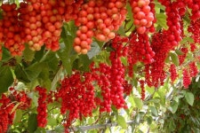 ‘붉은 진주’ 빨간 맛에 풍덩… 문경오미자축제 19일 개막