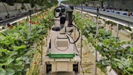 “여름엔 왜 딸기를 못먹는거야?”…20% 성공률의 비결은