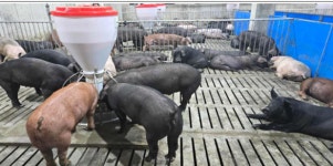 양돈 악취 오명 벗고 ‘깨끗한 축산농장’ 전국 최고상