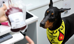 “레오, 접니다… 오늘 헌혈한 개”… 들어보셨나요? 반려견의 헌혈 스토리 [밀착취재]