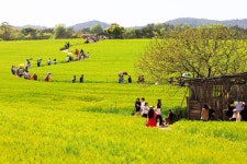고창 ‘청보리밭축제·선운사·고인돌유적’ 문체부 제2기 로컬100 선정