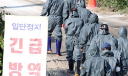 김천 돼지농장서 ‘아프리카돼지열병’… 치사율 90% 달해